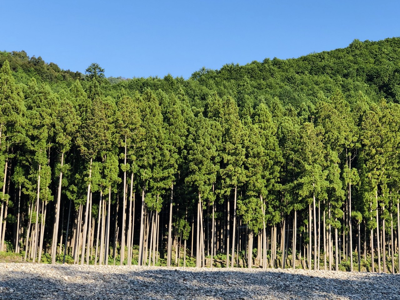 花粉症の種類と原因植物